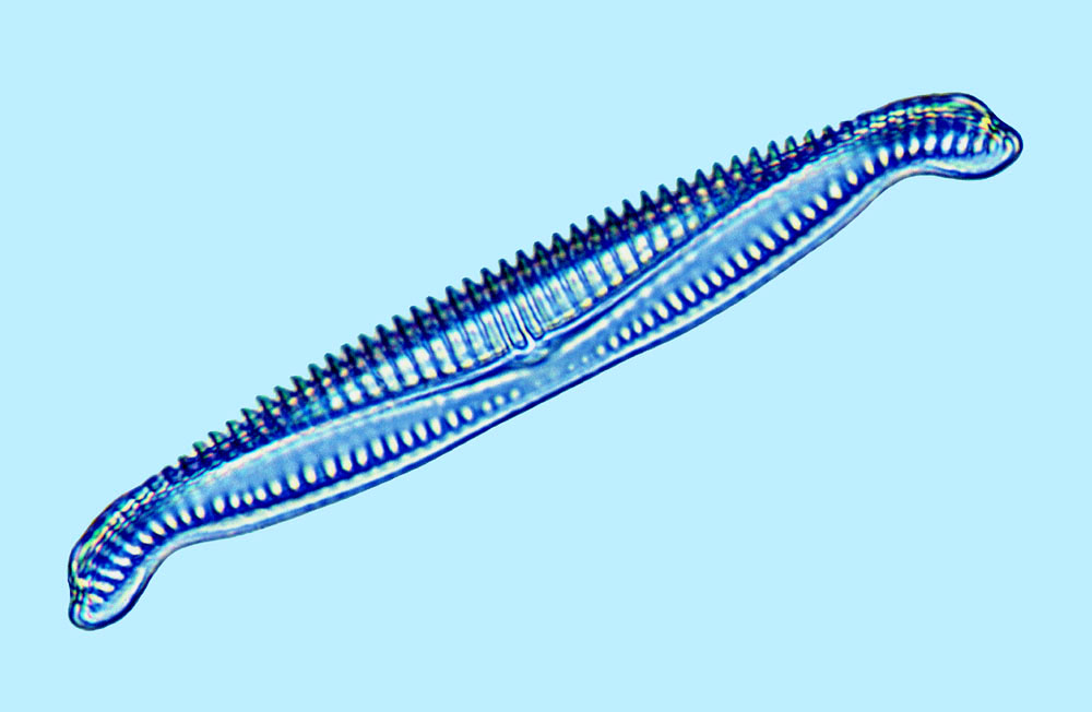 Amphora Amphora egregia